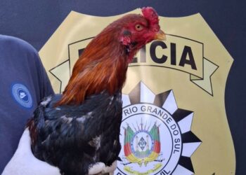 Polícia Civil apreende 35 aves e desarticula rinha de galos no bairro Rio Branco