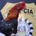 Polícia Civil apreende 35 aves e desarticula rinha de galos no bairro Rio Branco