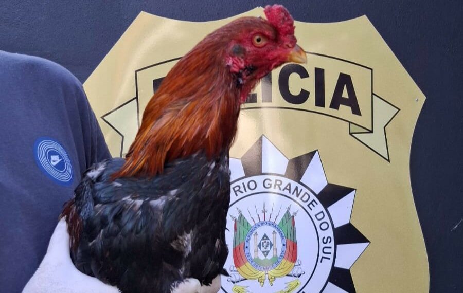 Polícia Civil apreende 35 aves e desarticula rinha de galos no bairro Rio Branco