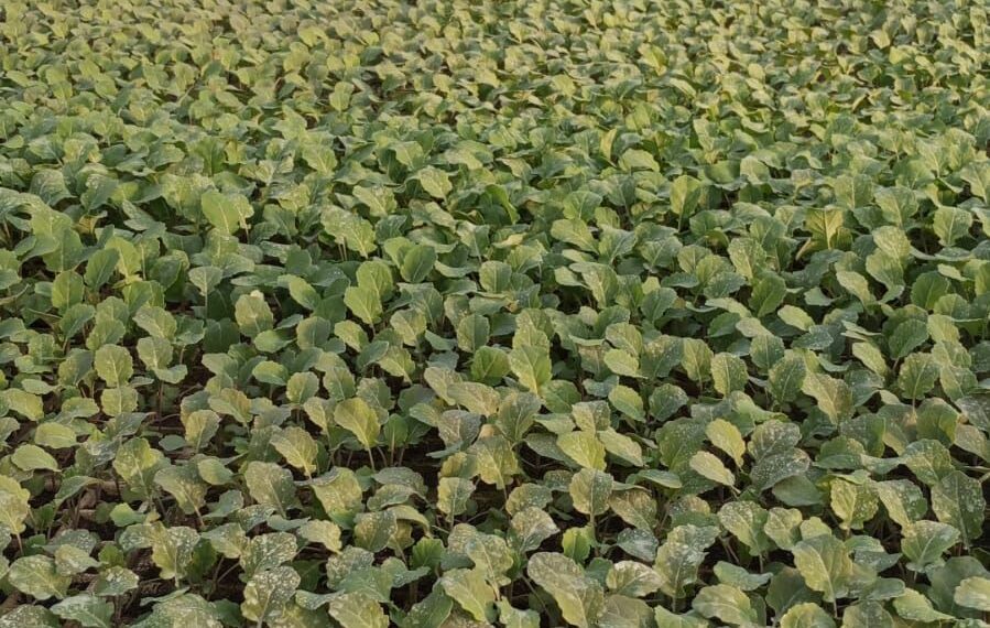 Com raízes na agricultura, Strack Mudas é referência no setor e contribui para o crescimento de Campo Bom