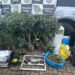 Policial Civil apreende 12kg de maconha em residência de Sapiranga