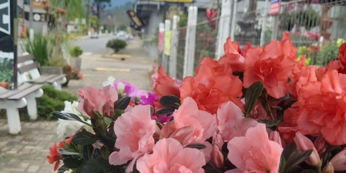 Sonho que floresceu, a história da Floricultura Avenida