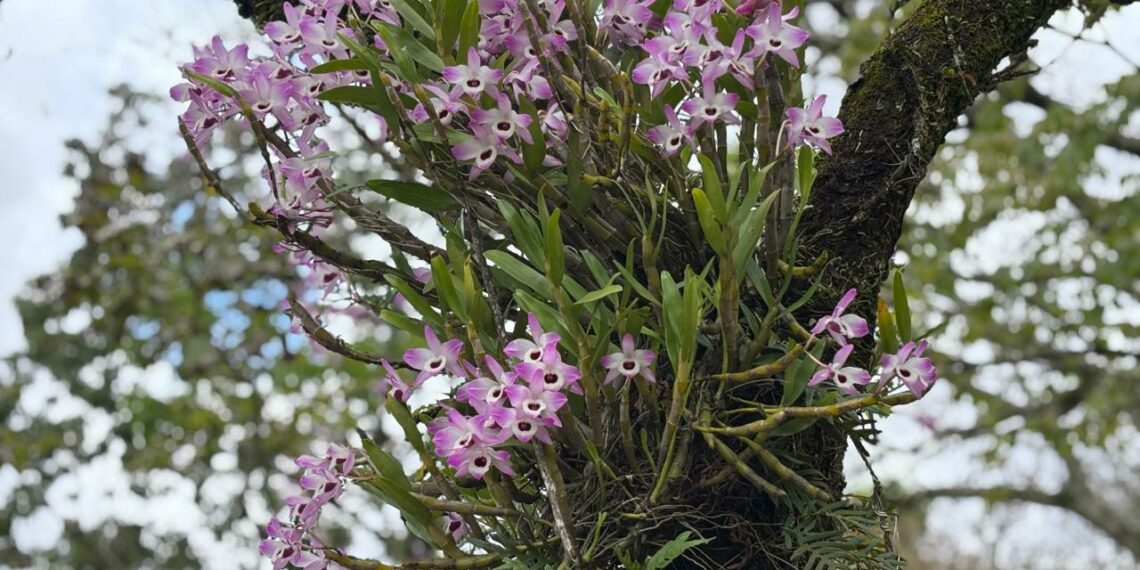 Ruas de Campo Bom ganham cor e beleza com floração das orquídeas