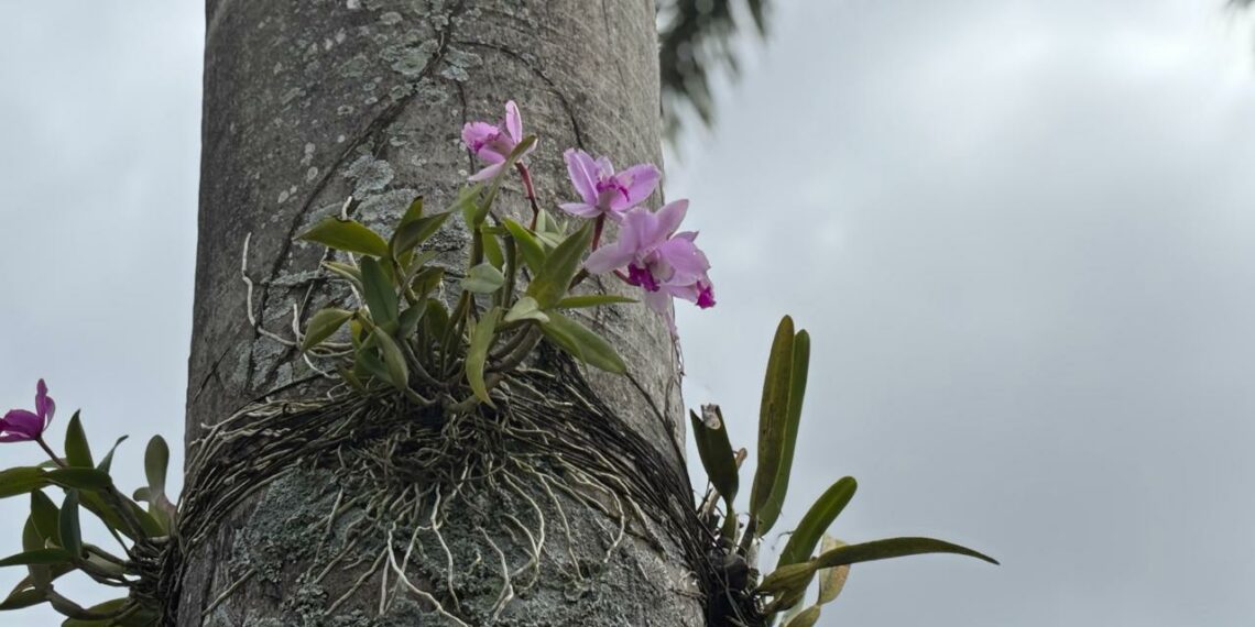 Ruas de Campo Bom ganham cor e beleza com floração das orquídeas