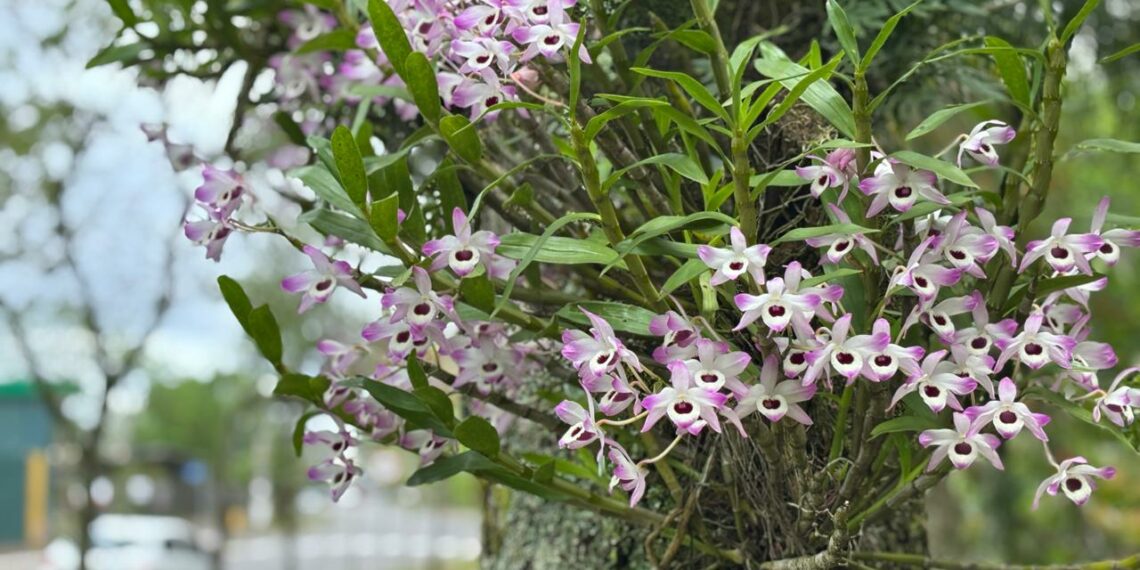 Ruas de Campo Bom ganham cor e beleza com floração das orquídeas