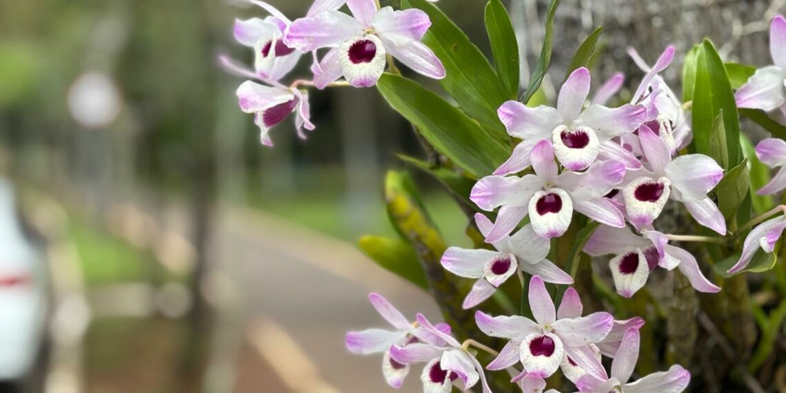 Ruas de Campo Bom ganham cor e beleza com floração das orquídeas