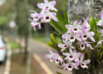 Ruas de Campo Bom ganham cor e beleza com floração das orquídeas