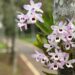 Ruas de Campo Bom ganham cor e beleza com floração das orquídeas