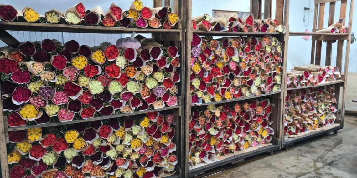 Uma trajetória familiar de dedicação e paixão no cultivo de rosas