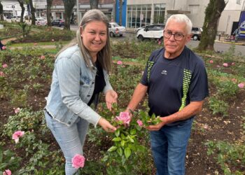 Cuidado especial com mais de 30 mil roseiras em Sapiranga