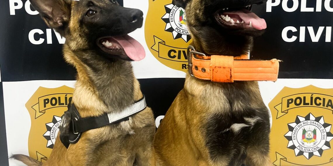 Delegacia de Sapiranga reforça Projeto K9 com a chegada de duas novas integrantes