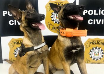 Delegacia de Sapiranga reforça Projeto K9 com a chegada de duas novas integrantes