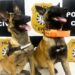 Delegacia de Sapiranga reforça Projeto K9 com a chegada de duas novas integrantes