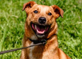 Caso do cão Negão reacende alerta sobre abandono e clama por adoção