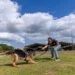 Sapiranga organiza 5º Torneio de Cães de Polícia