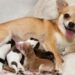 Mutirão de castração de cães e gatos abre inscrições para tutores de Sapiranga