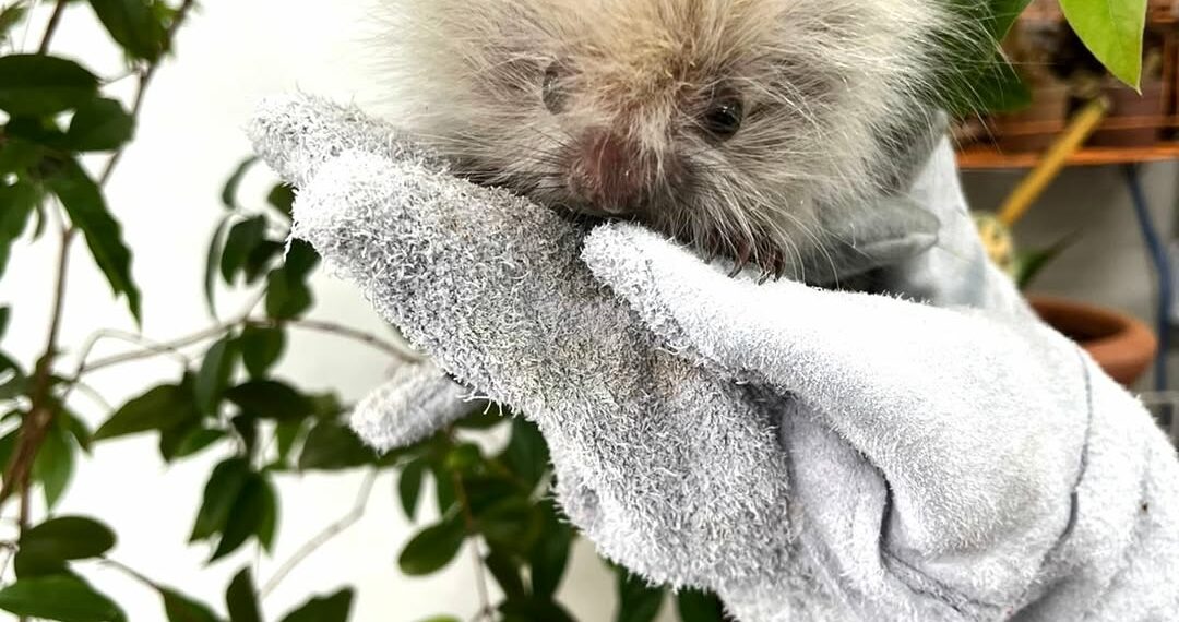 Ouriço-cacheiro é resgatado e encaminhado para atendimento veterinário em Dois Irmãos