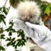 Ouriço-cacheiro é resgatado e encaminhado para atendimento veterinário em Dois Irmãos