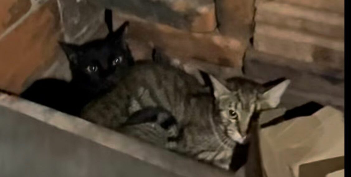 Judiciário de Campo Bom impede eutanásia de 20 gatos e mostra rigor em atuação