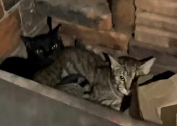 Judiciário de Campo Bom impede eutanásia de 20 gatos e mostra rigor em atuação
