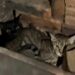Judiciário de Campo Bom impede eutanásia de 20 gatos e mostra rigor em atuação