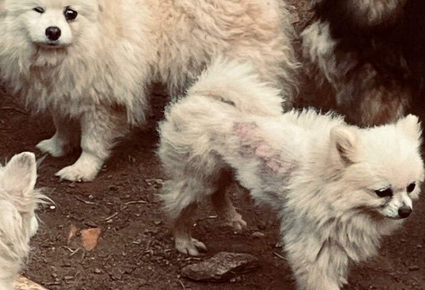 Canil com 200 animais em condições precárias é interditado e duas pessoas são presas