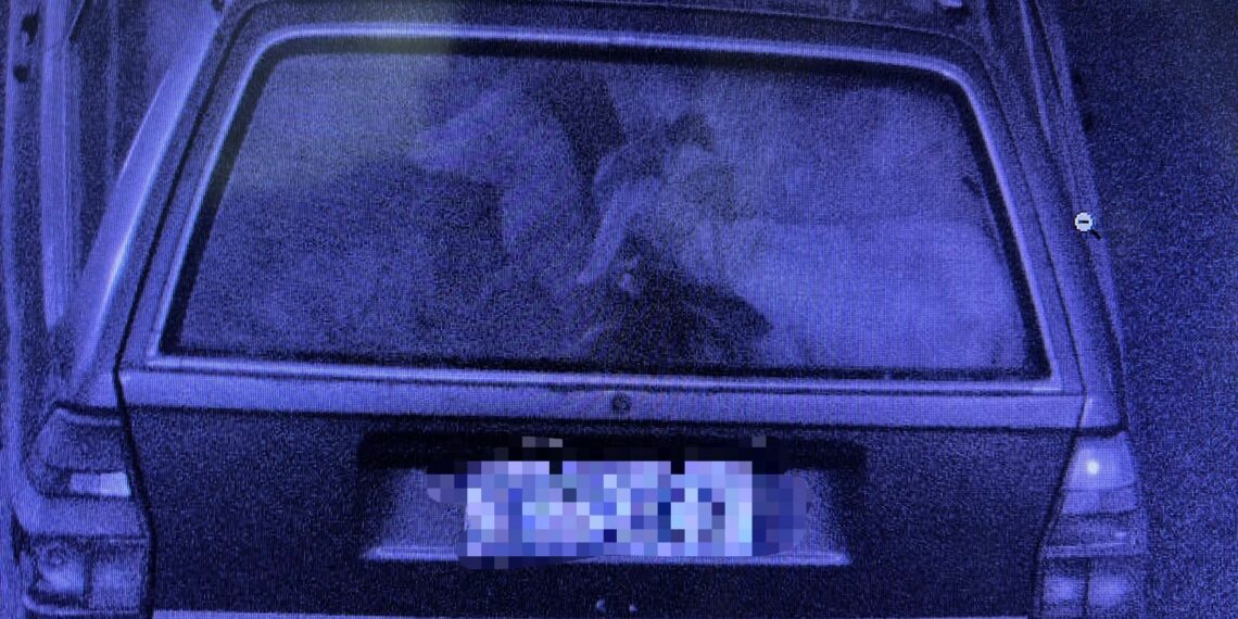 Polícia identifica homem que furtou ovelhas e cabrita, em Dois Irmãos