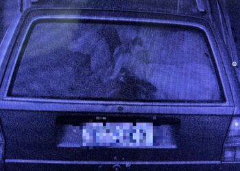 Polícia identifica homem que furtou ovelhas e cabrita, em Dois Irmãos