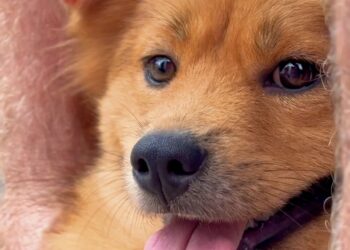 Nova Hartz amplia castrações e inova com sistema digital na saúde animal