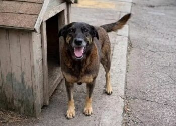Ministério Público deve arquivar caso do cão Orelha após concluir que animal não foi morto por adolescentes