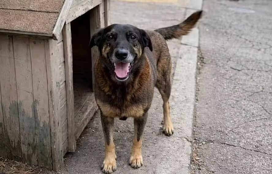 Ministério Público deve arquivar caso do cão Orelha após concluir que animal não foi morto por adolescentes