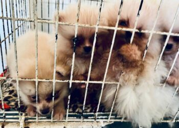 Proprietários e veterinária de canil são indiciados por maus-tratos, em Dois Irmãos