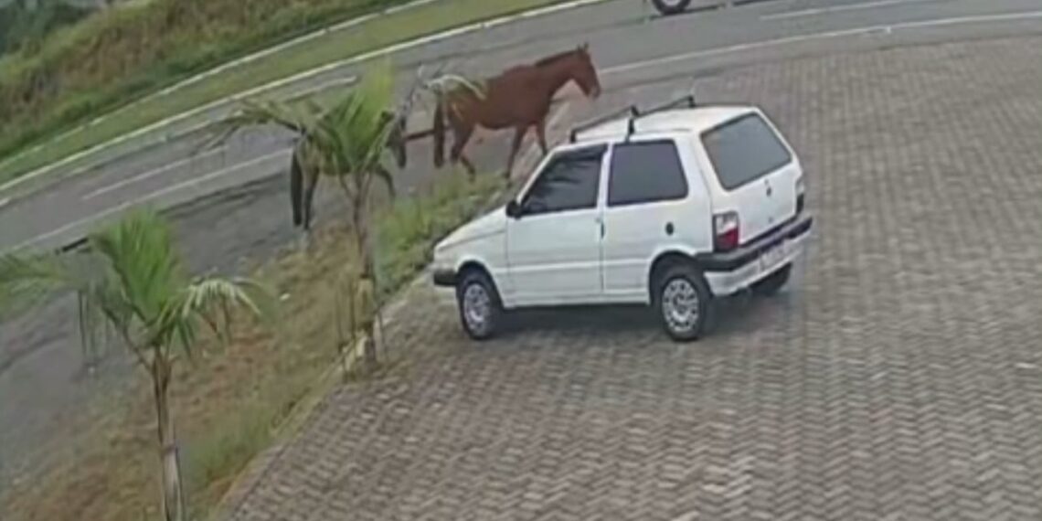 Cavalos soltos na RS-239 preocupam condutores devido ao risco de acidentes