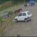 Cavalos soltos na RS-239 preocupam condutores devido ao risco de acidentes