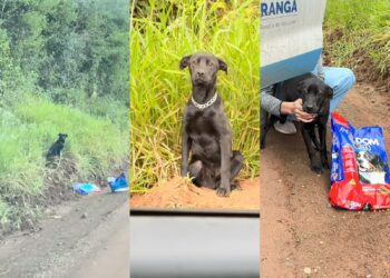 Cão é abandonado em estrada e veículo suspeito é identificado pro cameras