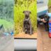 Cão é abandonado em estrada e veículo suspeito é identificado pro cameras