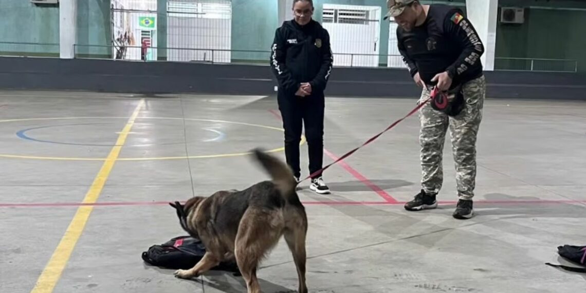 Polícia Civil apresenta trabalho de cães policiais em escola de Araricá