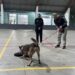 Polícia Civil apresenta trabalho de cães policiais em escola de Araricá