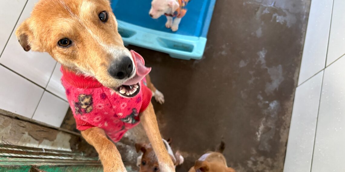 Atuando na proteção e bem-estar animal, Cempra de Sapiranga é habilitado para receber recurso estadual