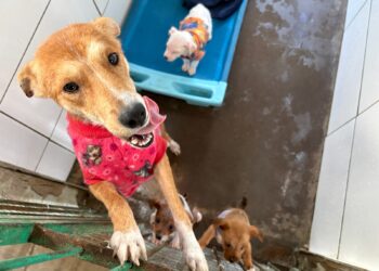 Atuando na proteção e bem-estar animal, Cempra de Sapiranga é habilitado para receber recurso estadual