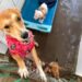 Atuando na proteção e bem-estar animal, Cempra de Sapiranga é habilitado para receber recurso estadual