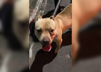 Bombeiros resgatam cão da raça pitbull que estava solto em via pública, em Campo Bom