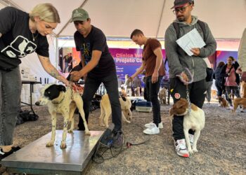 Ação gratuita amplia proteção animal e faz mais de 250 castrações em Sapiranga