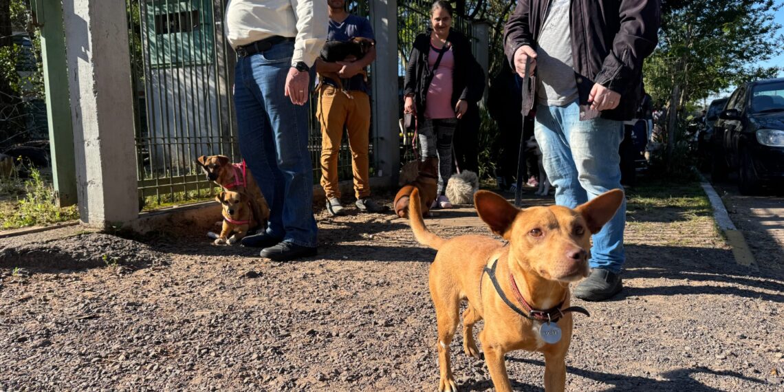 Ação gratuita amplia proteção animal e faz mais de 250 castrações em Sapiranga